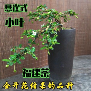 福建茶盆景小叶老桩植物开花结果树桩四季常青提根造型绿植盆栽.
