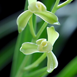 新品兰花苗带花苞铁骨素梅b名贵品种建兰系列兰草盆栽室内花卉