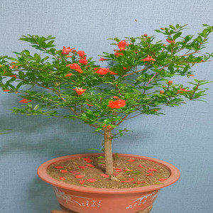 tb紫玉石榴盆景带果发货突尼斯软籽蒙阳红石榴耐寒耐旱南北方种植