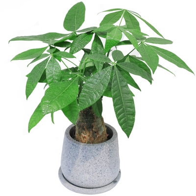 新品新品发财w树招财旺财植v物盆栽花卉室内绿植净化空气杭州宁波