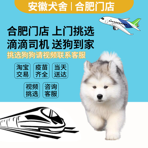 纯种阿拉斯加幼犬出售巨型雪橇犬熊版家养阿拉斯加犬宠物活体狗狗