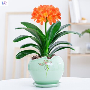 家养花卉植物君子兰盆栽好养四季常青办公室内植物客厅大盆景绿植