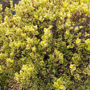 庭院花园植物彩叶卫矛棒棒糖金边黄杨球彩叶冬青四季常青耐热耐