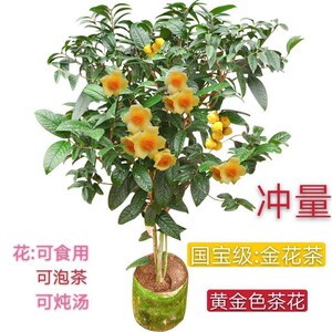 金茶花广西防普防城金花茶名贵黄金色茶树苗盆栽庭院山茶花好养花