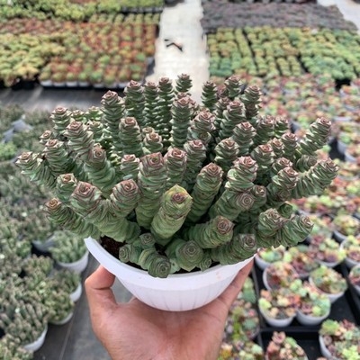 八任百货店1淘宝k张大叔串肉系i 盆金钱多肉植物多钱藤垂吊篮花卉