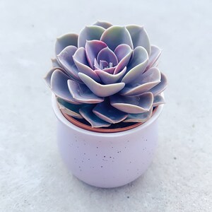 紫气东来多肉植物盆栽室内绿植花卉客厅桌面防辐射好养植物观音莲