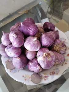 云南大理紫皮红皮三瓣蒜独头蒜蔬菜蒜紫皮多瓣调味品食用蒜优质