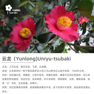 香河云龙三河椿日本山茶花盆栽景小苗单瓣红稀有珍贵四季常绿植物