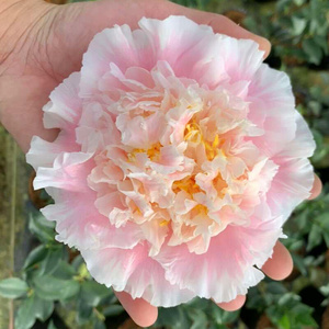 赛牡丹山茶花盆栽花卉绿植室内名贵珍稀品种超赛牡丹型依莲贝蒂