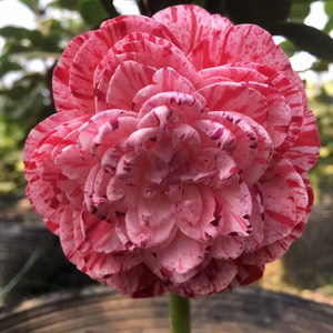 000人付款淘宝高档【白瑞奇】稀有品种茶花盆栽树苗白瑞琪嫁接山茶四