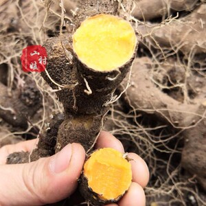 农村土特产黄姜 火藤根 黄姜种盾叶薯蓣 新鲜生火头根3斤装