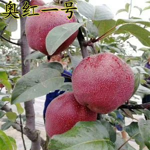 奥红一号梨树苗全红型新品种奥冠红梨苗南方北方种植中熟当年结果