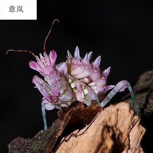 非洲刺花螳螂宠物螳螂活体中华大刀螳螂广斧大魔花幽灵眼斑兰花