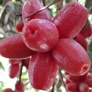 羊奶果水果新鲜云南特产当季孕妇酸甜可口现摘现发无污染羊奶子果