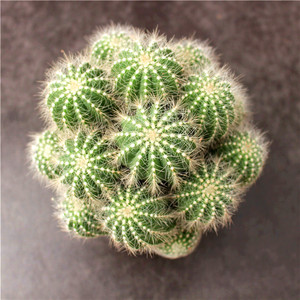 仙人球植物银冠