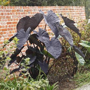 黑魔法紫叶芋庭院花园花境搭t配绿植草本花卉花苗盆栽苗植物包