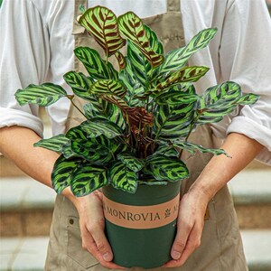 孔雀羽盆栽室内桌面吸甲醛植物四季常青好养七彩竹芋花招财富贵竹