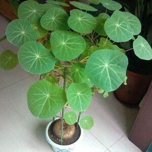 山乌龟金不换多肉招财聚财爬藤四季常青客厅室内室外盆栽盆景好养