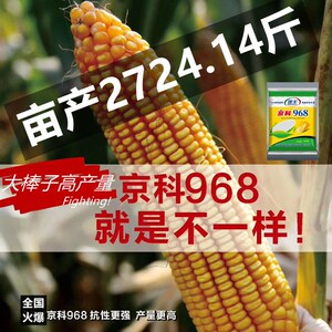 京科968玉米种子国审农科院高产玉米第大棒一抗倒名高产四川山东