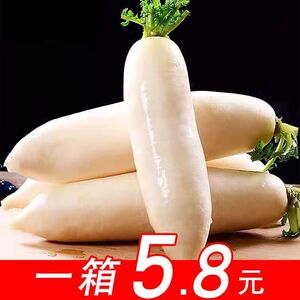 精选新鲜白萝卜装白皮长型大萝卜水份多不发糠新鲜蔬菜5/10斤包邮