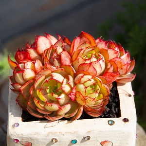 22央金多肉植物群生老桩稀有品种多肉盆栽超萌肉肉办公室绿植e花