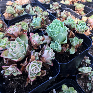 22小w情书多肉山地玫瑰粉玫瑰多肉植物肉肉花卉绿植盆栽防辐净化