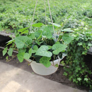 22心形常春藤盆栽室内垂吊兰吸甲醛绿a植长青藤蔓四季常青藤水培