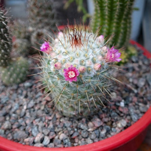 丰明丸实生仙人球多肉植物乳突属倒钩刺易开花仙人掌丰明玉室内花0人