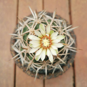 碧岩玉仙人球实生 裸萼属 强刺精品仙人球多肉植物