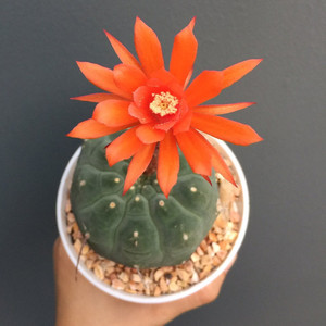 奇仙玉实生仙人球无刺仙人掌多肉植物 开大红花稀有防辐射小盆栽