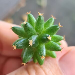 琴丝丸 实生仙人球 多肉植物 防辐射 软刺迷你仙人球绿植3cm球径