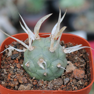 武藏野纸刺团扇仙人球 稀有软刺不扎手仙人掌多肉植物观赏小盆栽