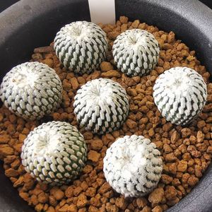 精巧殿实生仙人球小型稀有品种娇丽属