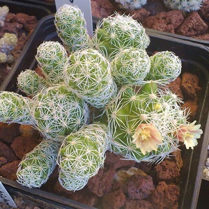 白鸟仙人球开花多肉植物创意仙人掌小盆栽办公室桌面小盆栽防辐射