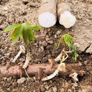 木薯苗广西新鲜面包木薯种苗白肉食用白肉木薯抗病耐旱木薯茎杆苗