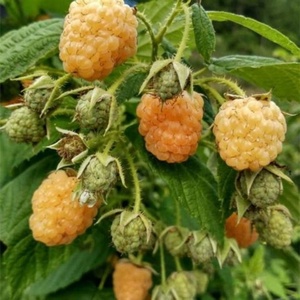 无刺黄泡苗黄树莓双季果树苗南北方种植盆栽苗当年结果