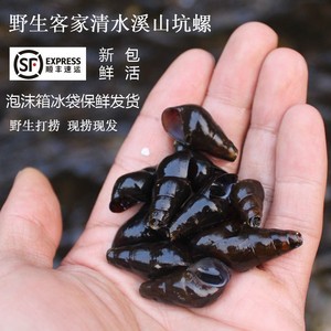 坑螺鲜活山坑螺野生