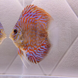 七彩神仙鱼新手练手小鱼苗热带观赏鱼淡水鱼财神招财鱼雪玉虎纹松