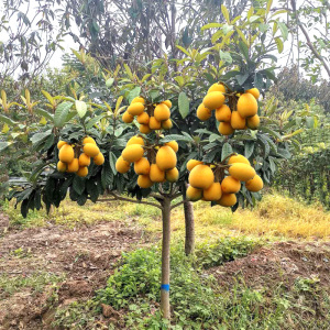 枇杷苗树大五星盆栽地栽特大南北方种植当年结果嫁接白沙枇杷树苗