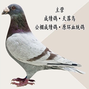 信鸽种鸽杨阿腾一对