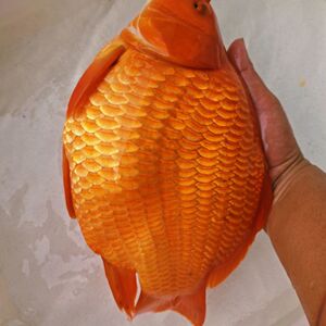 婺源荷包红鲤鱼