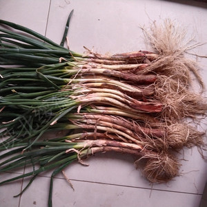 陕北特产山地旱地红葱红皮葱丝铁锅炖羊肉去腥调料味品