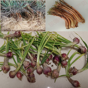 葱娃 葱儿子 陕北特产山地旱地红葱种子
