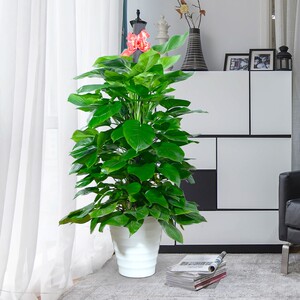 大叶子花盆栽植物室内