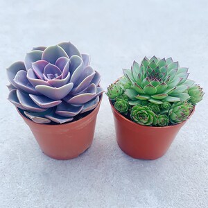 紫气东来多肉植物盆栽室内绿植花卉客厅桌面防辐射好养植物观音莲