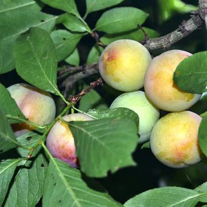 二月李子树苗早熟李子嫁接苗盆栽地栽种植苗青脆李空心李