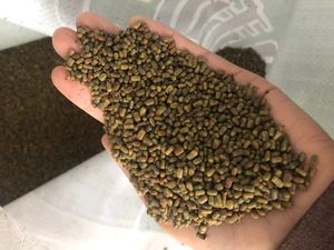 田菁种子别名碱青涝豆果园绿肥草种子四季牧草籽田青子紫色田箐