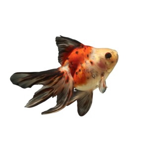 22五花鎏金花镏金流金金鱼鱼苗淡水活体p宠物观赏鱼渔场直销冷水