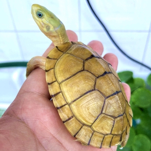 纯正黄喉拟水龟皖南种三黄小青龟石金钱龟苗活物小宠物乌龟招财龟