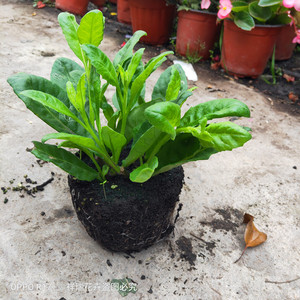 高档草白栽植苗盆子菜庭院阳x台绿大多年生金鸡毛草泰国仙草奢华